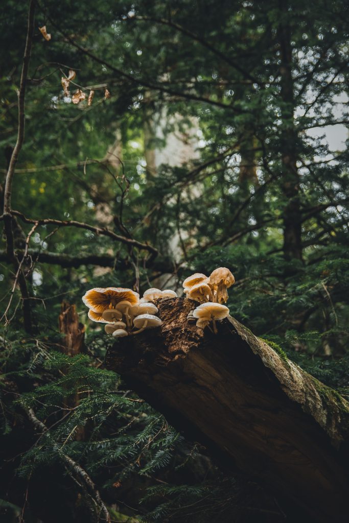 A Guide to Identifying Common Magic Mushroom Species