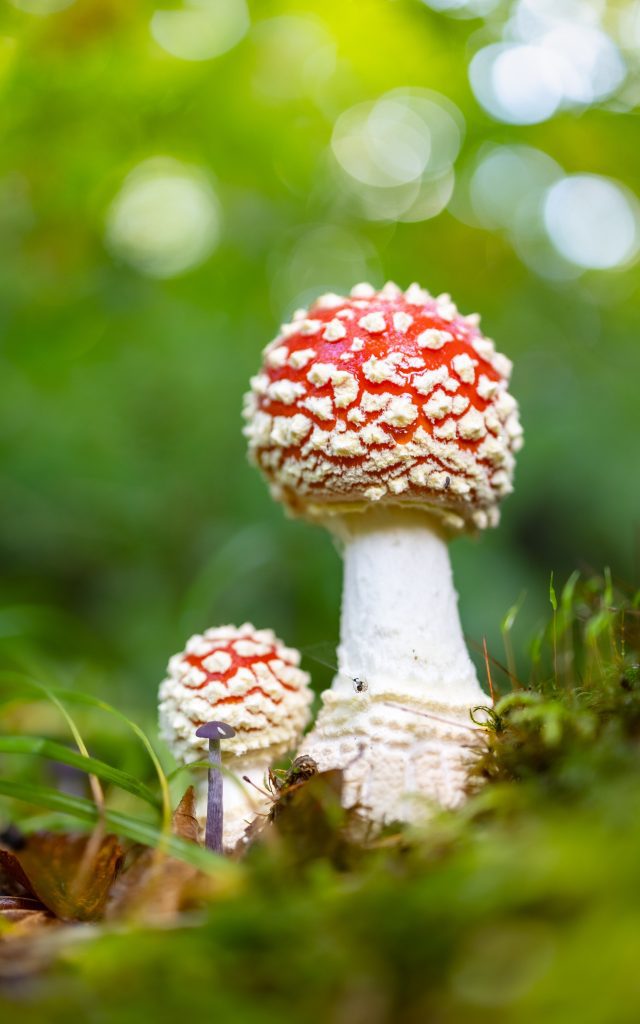 Exploring the Potential Therapeutic Benefits of Magic Mushrooms