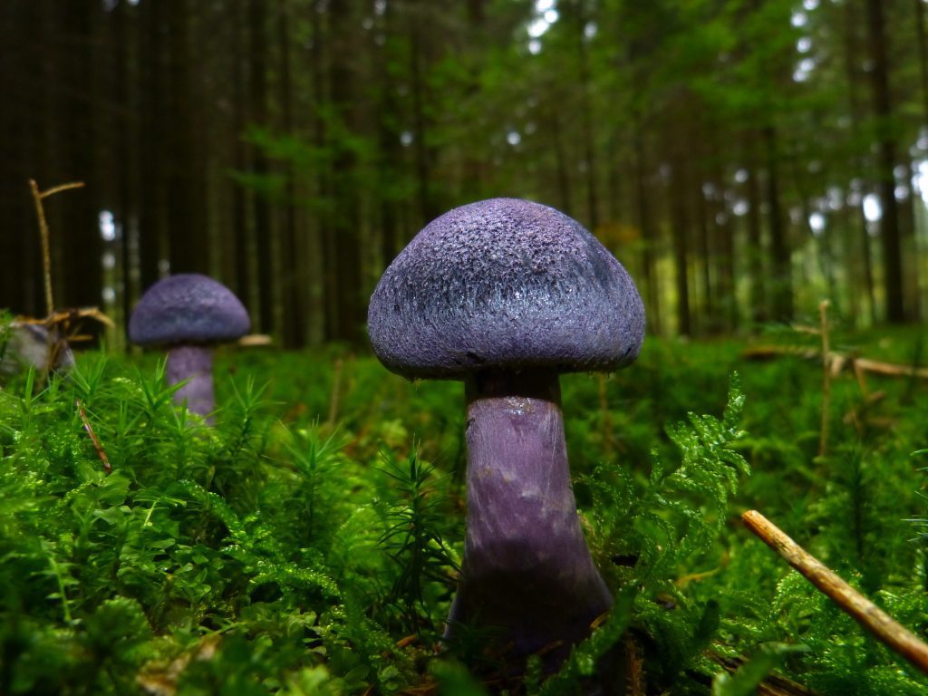 Magic Mushrooms and the Environment: Ecological Importance and Conservation