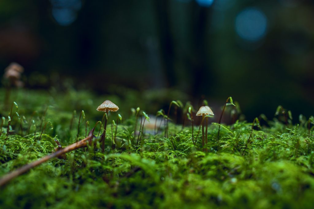 Psilocybin in Medicine: The Magic Behind the Mushrooms