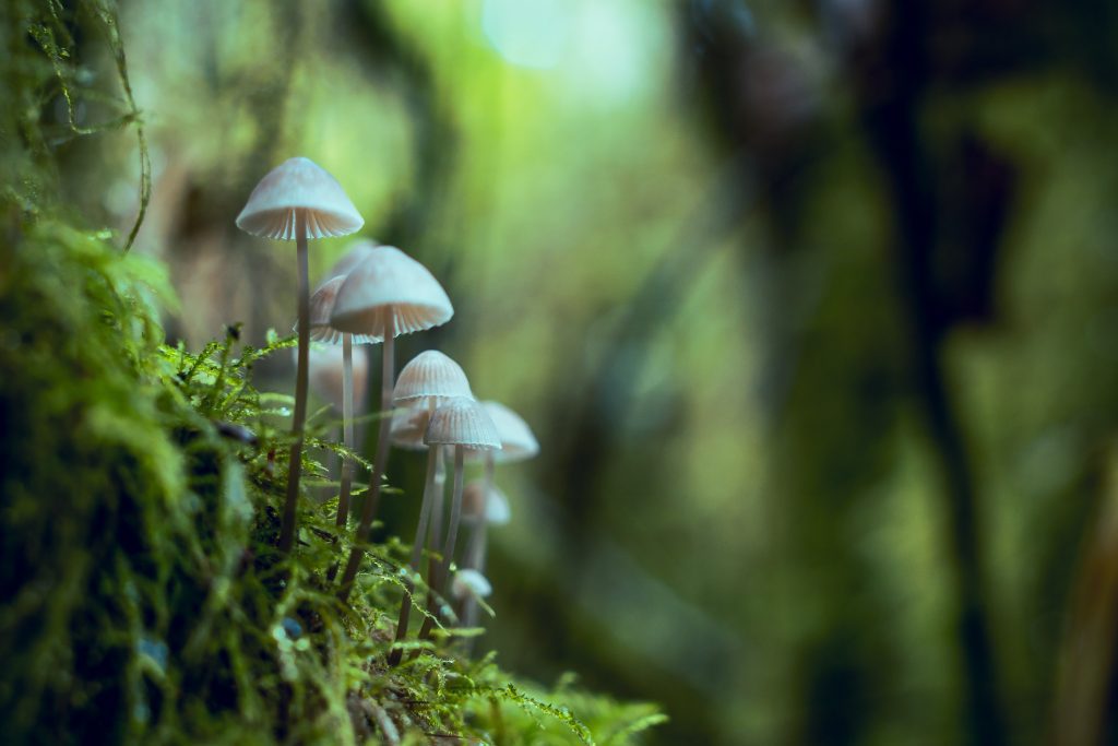 The Magic of In-Person Mushroom Delivery: Benefits & Insights