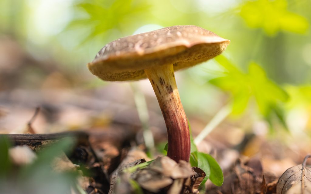 Why In-Person Mushroom Delivery is the Future of Holistic Healing