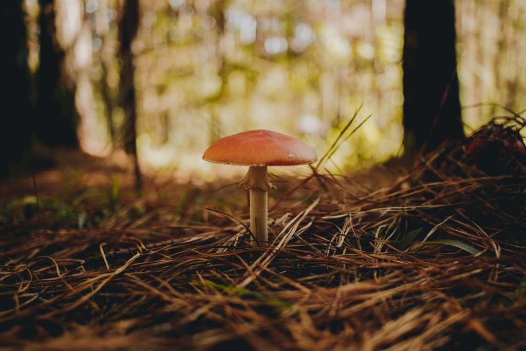 Exploring the Health Advantages of Magic Mushrooms