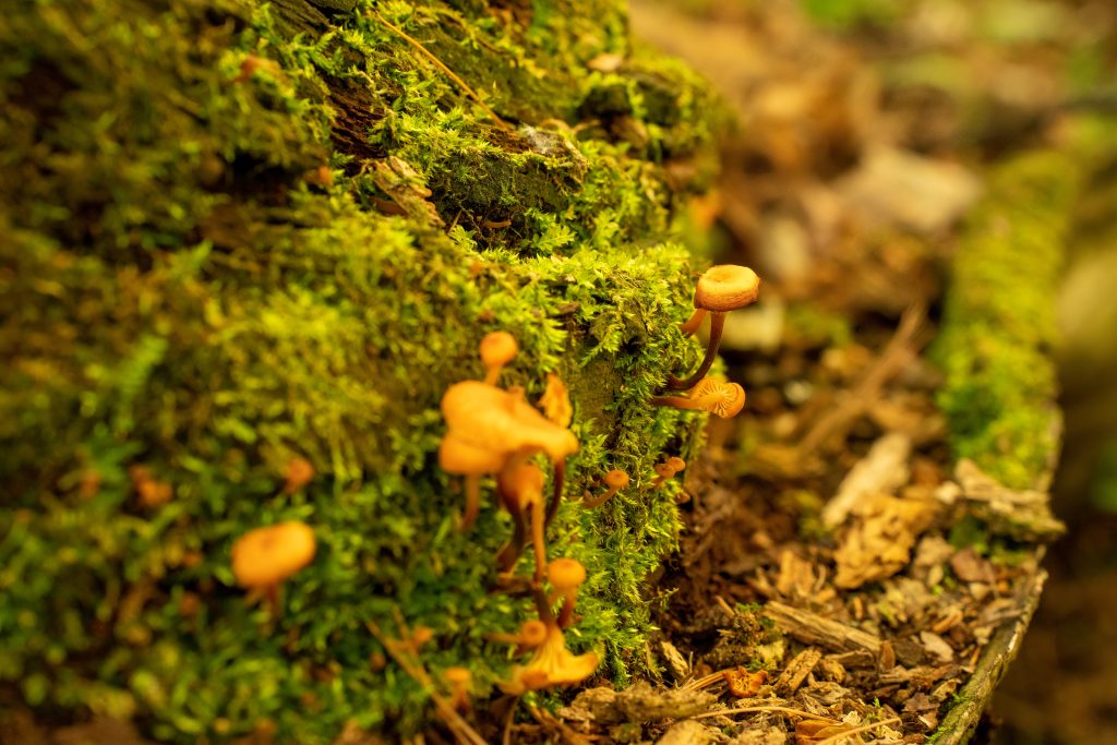 The Green Revolution: How Women are Leading in Cannabis