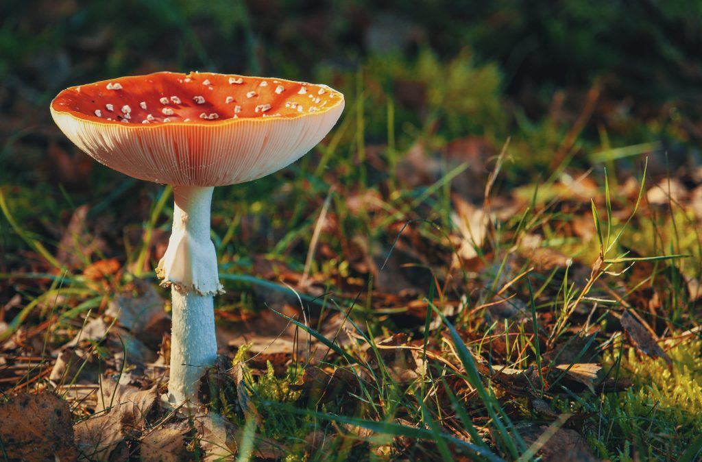 The Therapeutic Potential of Magic Mushrooms in Modern Medicine