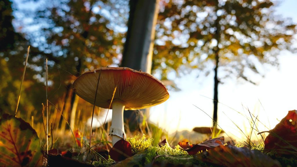 Unlocking the Potential: Magic Mushrooms for Chronic Pain Relief