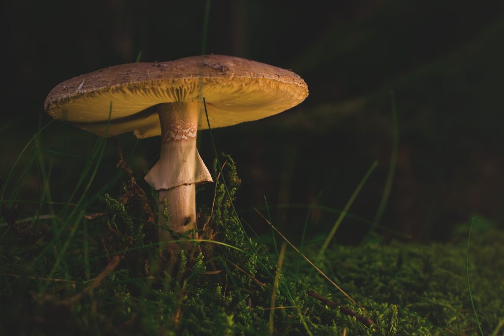 Unlocking the Therapeutic Potential of Magic Mushrooms