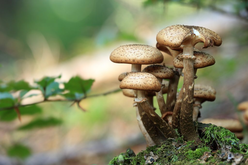 Mushroom Healing Properties: Nature's Hidden Gem