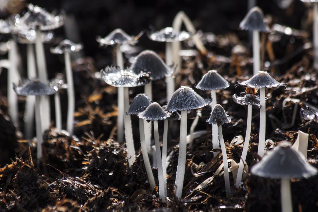 Psilocybin: The Science and Benefits of Magic Mushroom Extracts