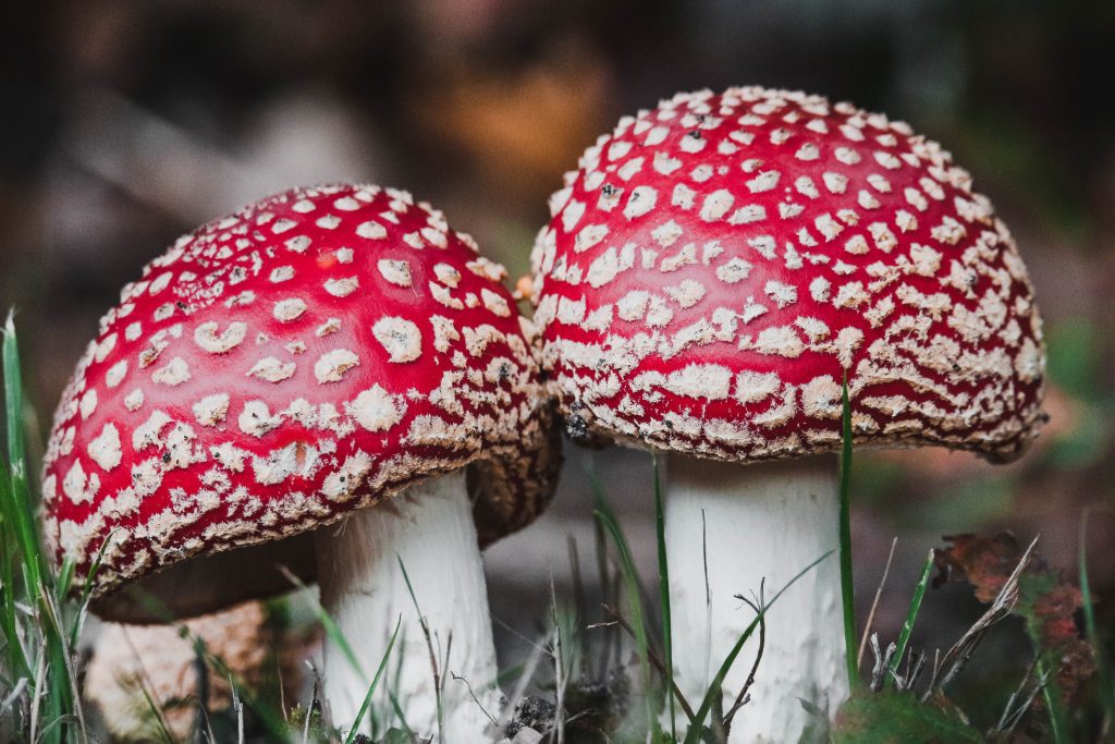 Unveiling the Mysteries of the Magic Mushroom Plant