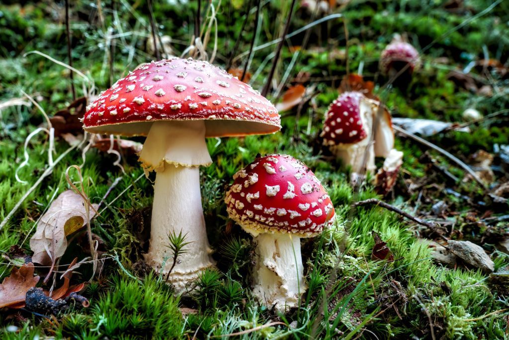 Exploring Psilocybin: A New Horizon in Glaucoma Treatment