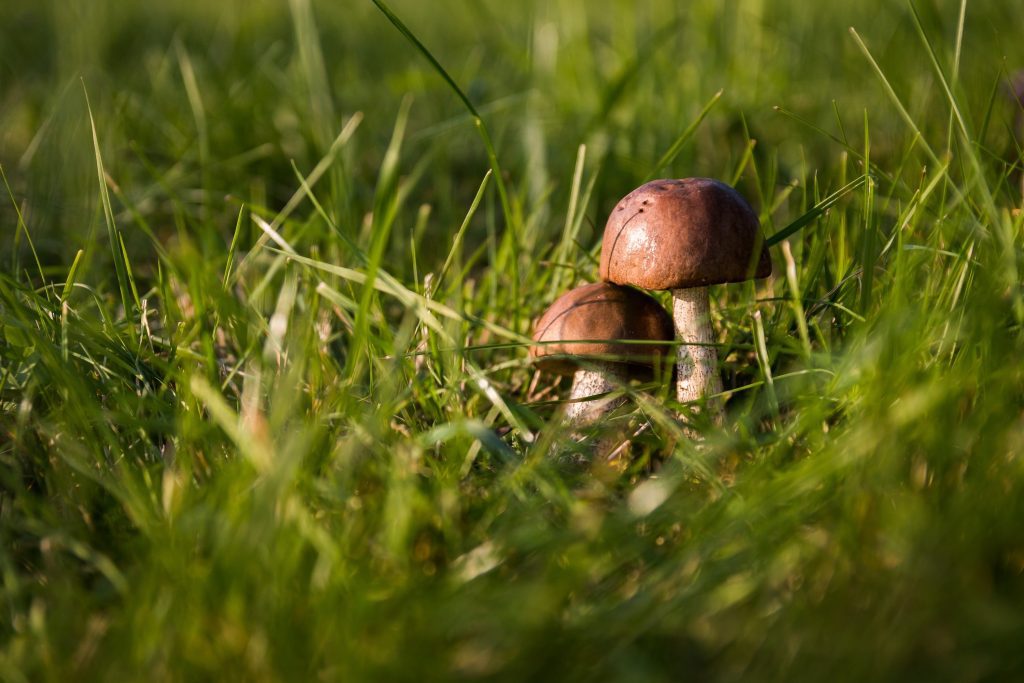 Magic Mushrooms: Ancient Wisdom, Modern Medicine