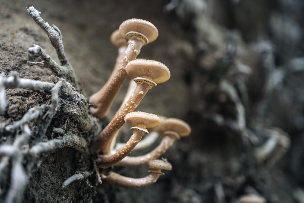 Magic Mushrooms & Your Heart Understanding the Risk &Reward