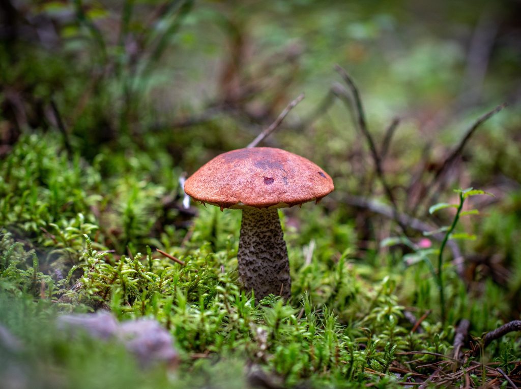 Ancient Wisdom: Medicinal Mushrooms in History