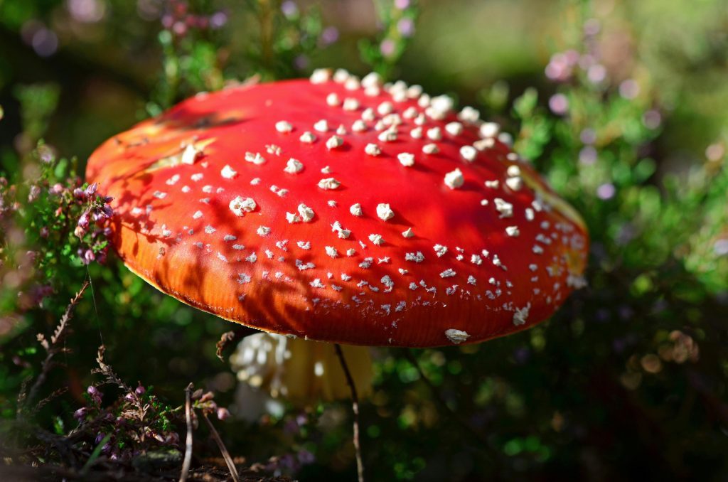 The Therapeutic Potential of Magic Mushrooms for PTSD Patients