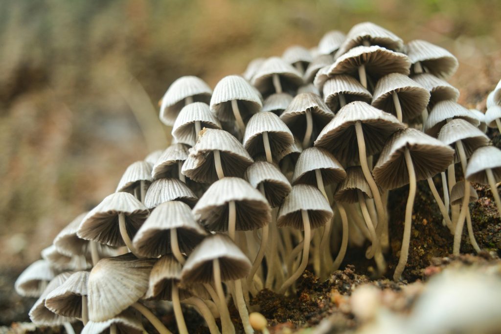 Discover Healing with Magic Mushrooms - Best Holistic Approach