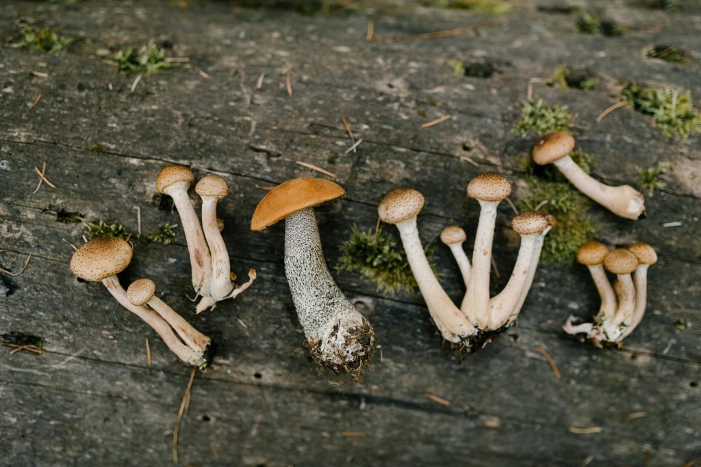 Exploring Mushrooms: Therapeutic Potential and Legal Insights