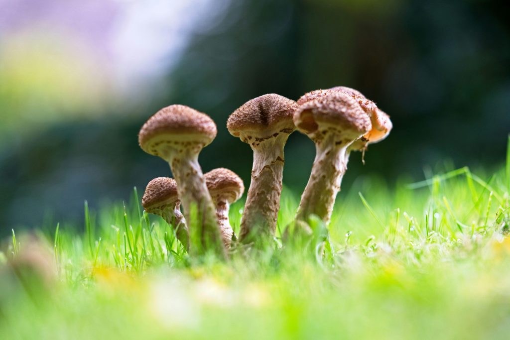 Psilocybin Therapy for Chronic Pain Relief: Insights and Outlook