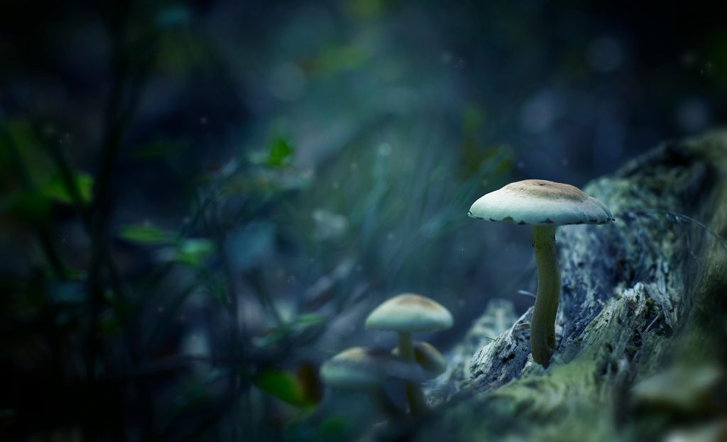 Magic Mushrooms: Therapeutic Potential and Safety Tips