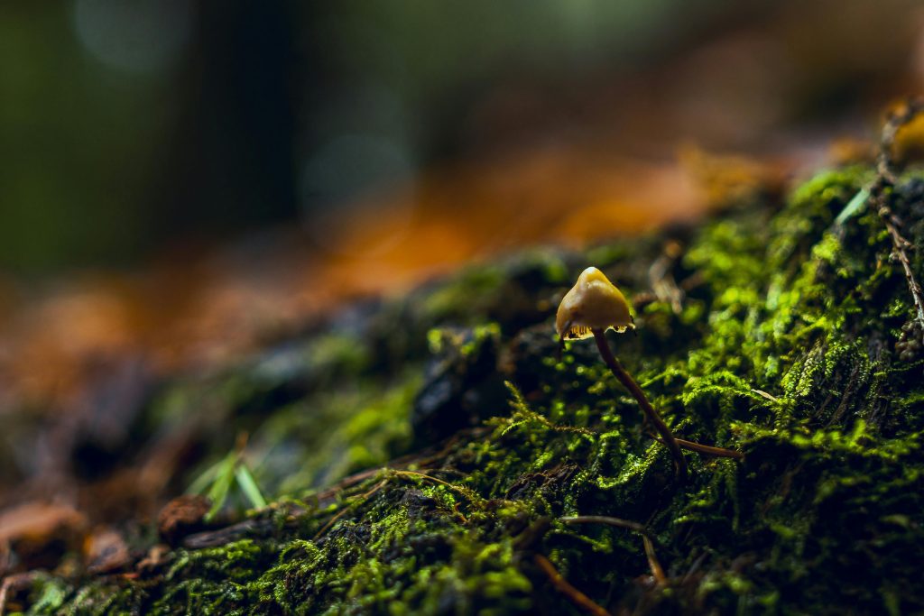 Dual Sides of Magic Mushrooms Benefits and Potential Effects