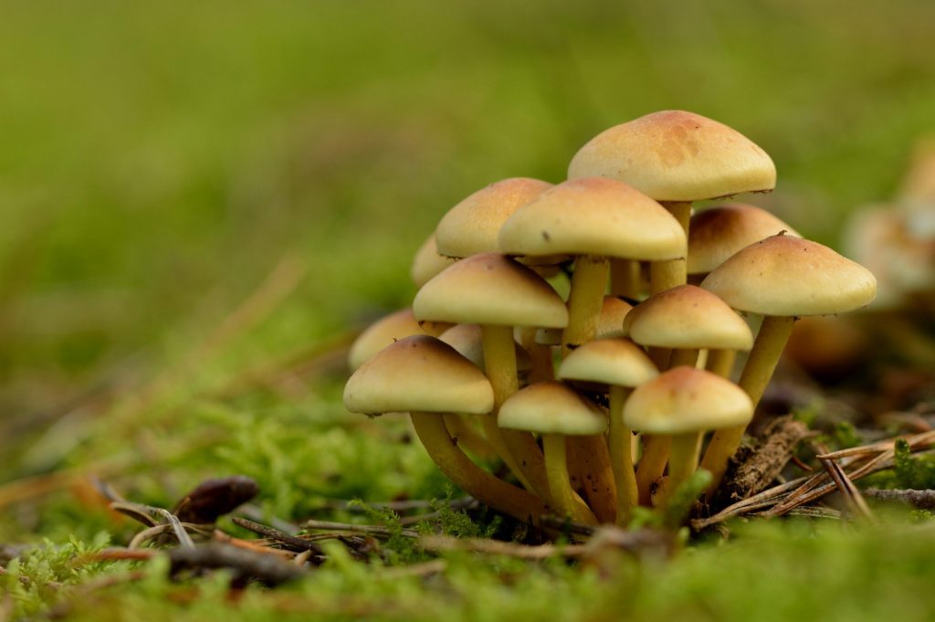 The Healing Power of Magic Mushrooms for Anxiety Relief