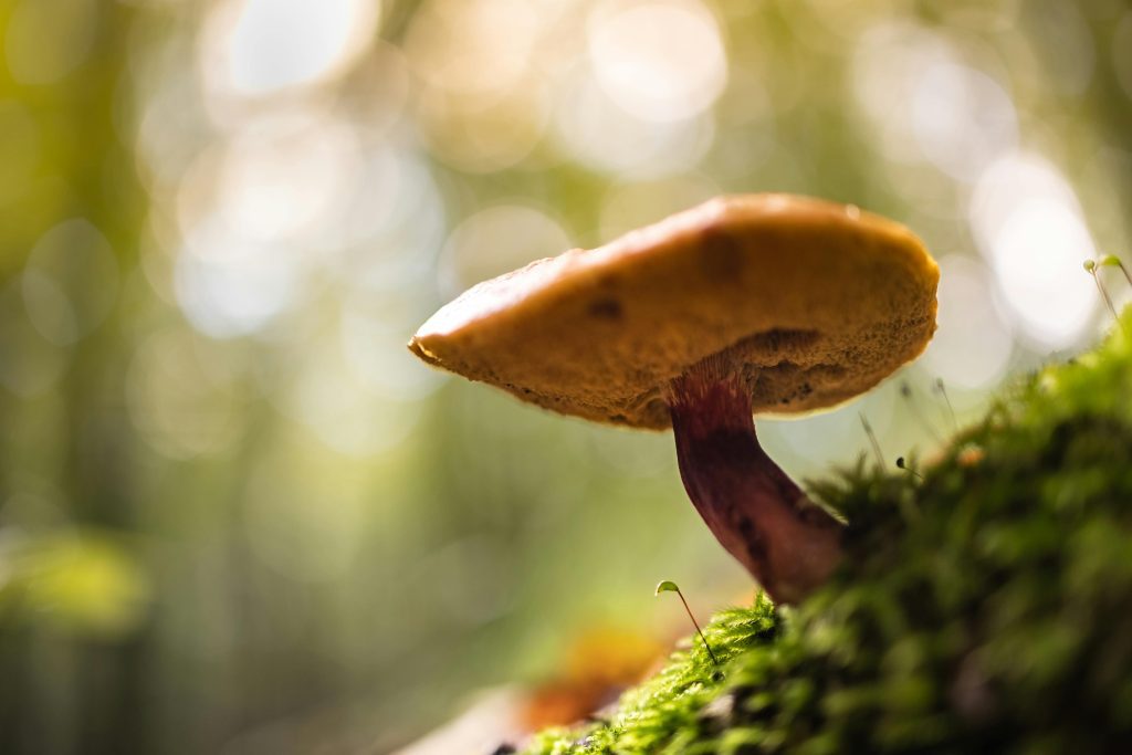 Unlocking the Potential: Magic Mushroom for Chronic Pain Relief