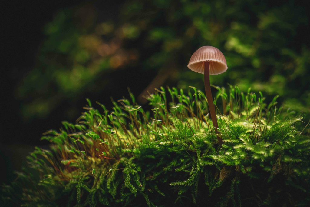 Unlocking the Healing potential of Psilocybin: A Guide to Therapy