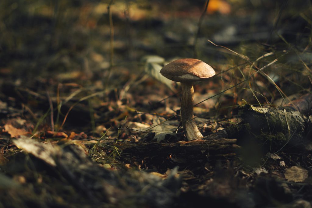 A Comprehensive Guide to Microdosing Magic Mushrooms
