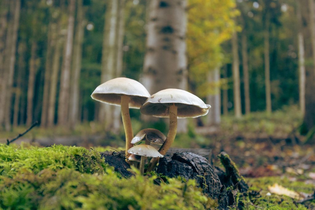 Magic Mushrooms and the Environment: Ecological Conservation