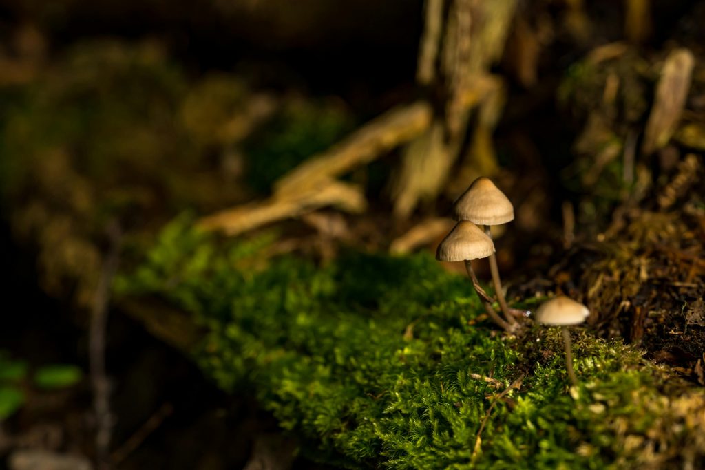 Mushroom Healing: Therapeutic Potential and Legal Insights