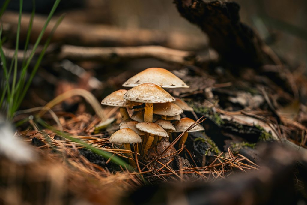A Guide to Identifying Common Magic Mushroom Species