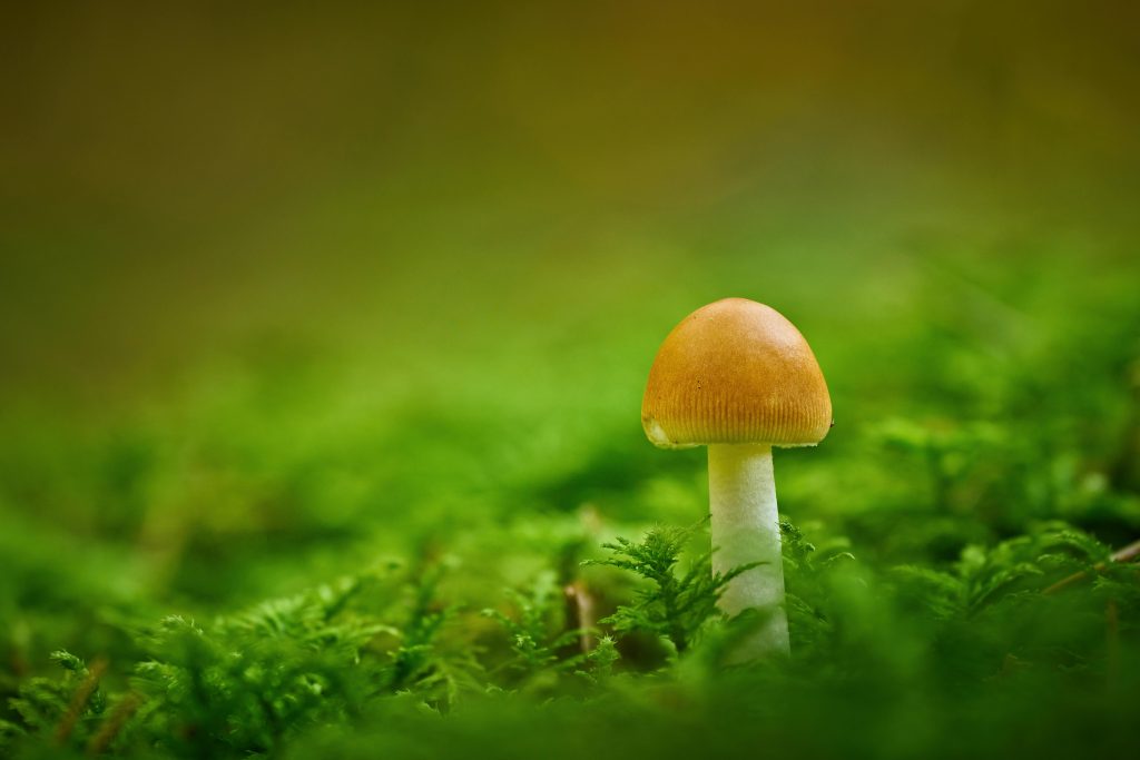 A Comprehensive Guide to Locating Shrooms in Your Local Area Safely