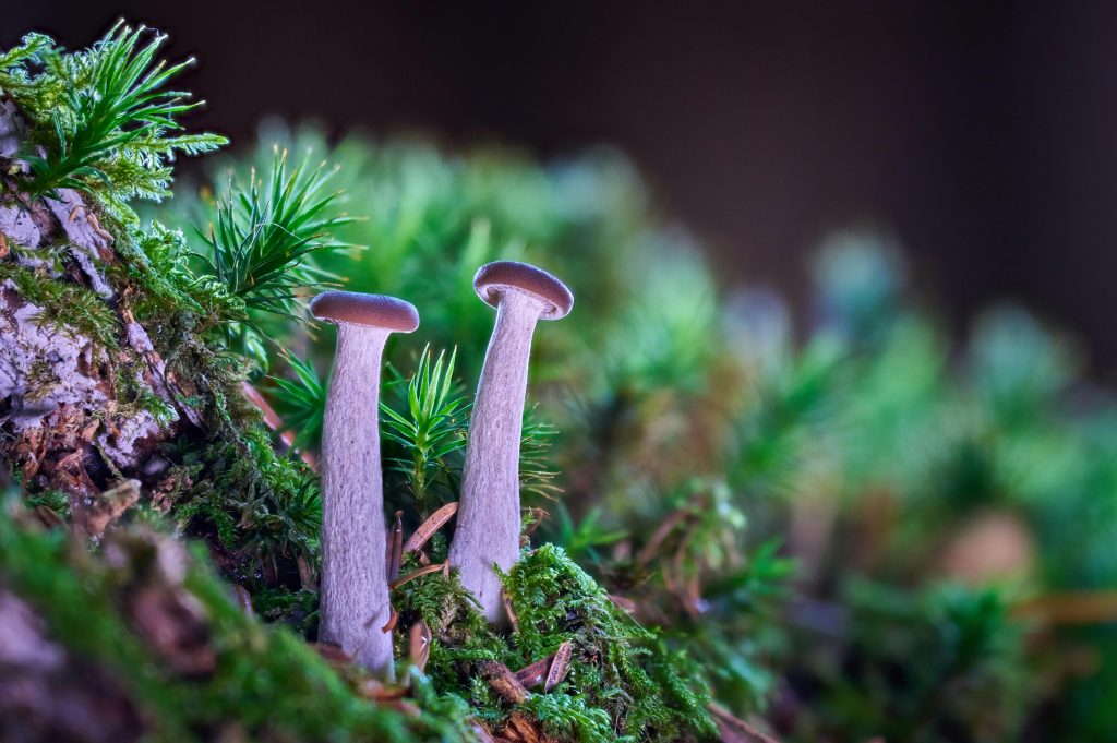 Understanding the Benefits of Polkadot Mushrooms