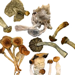 Dried Magic Mushrooms 3.5g - OnlyShrooms - Image 5